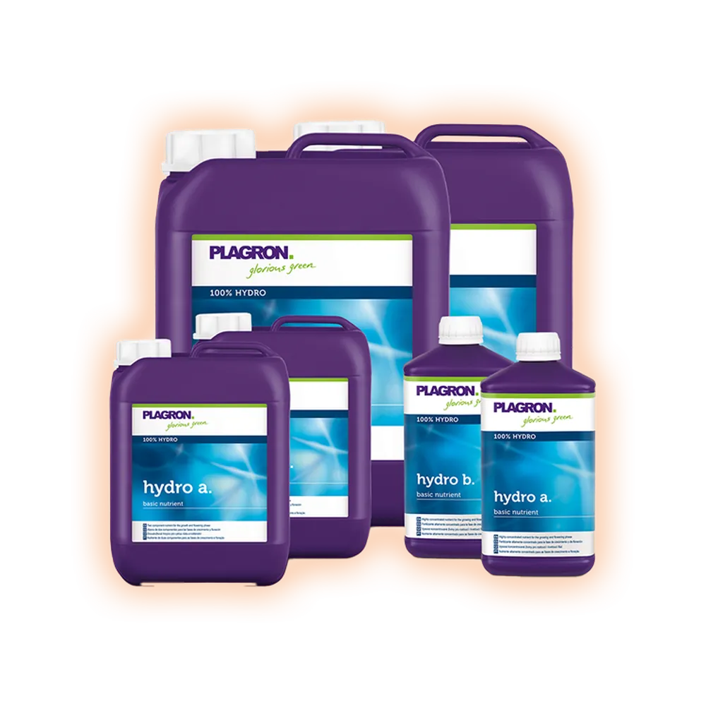 Plagronhydroa_b