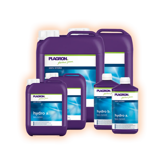 Plagronhydroa_b